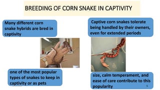 Picture of Biology and farming of corn snake (pet snake) | PPTX
