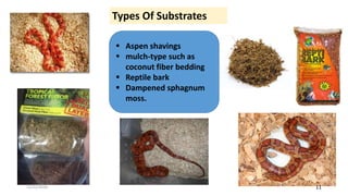 corn snake bedding