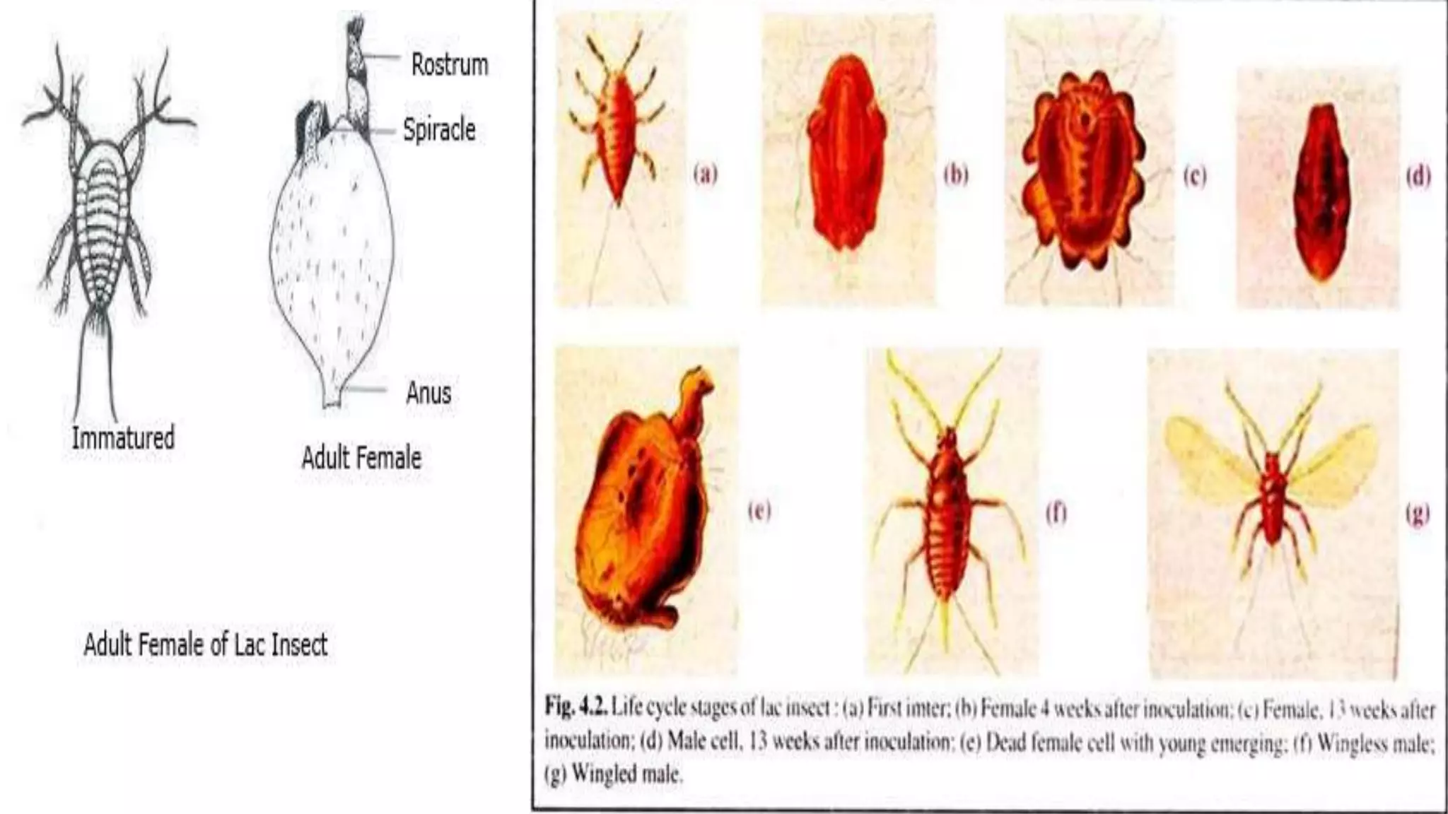 biology and host plants of lac insects.pptx
