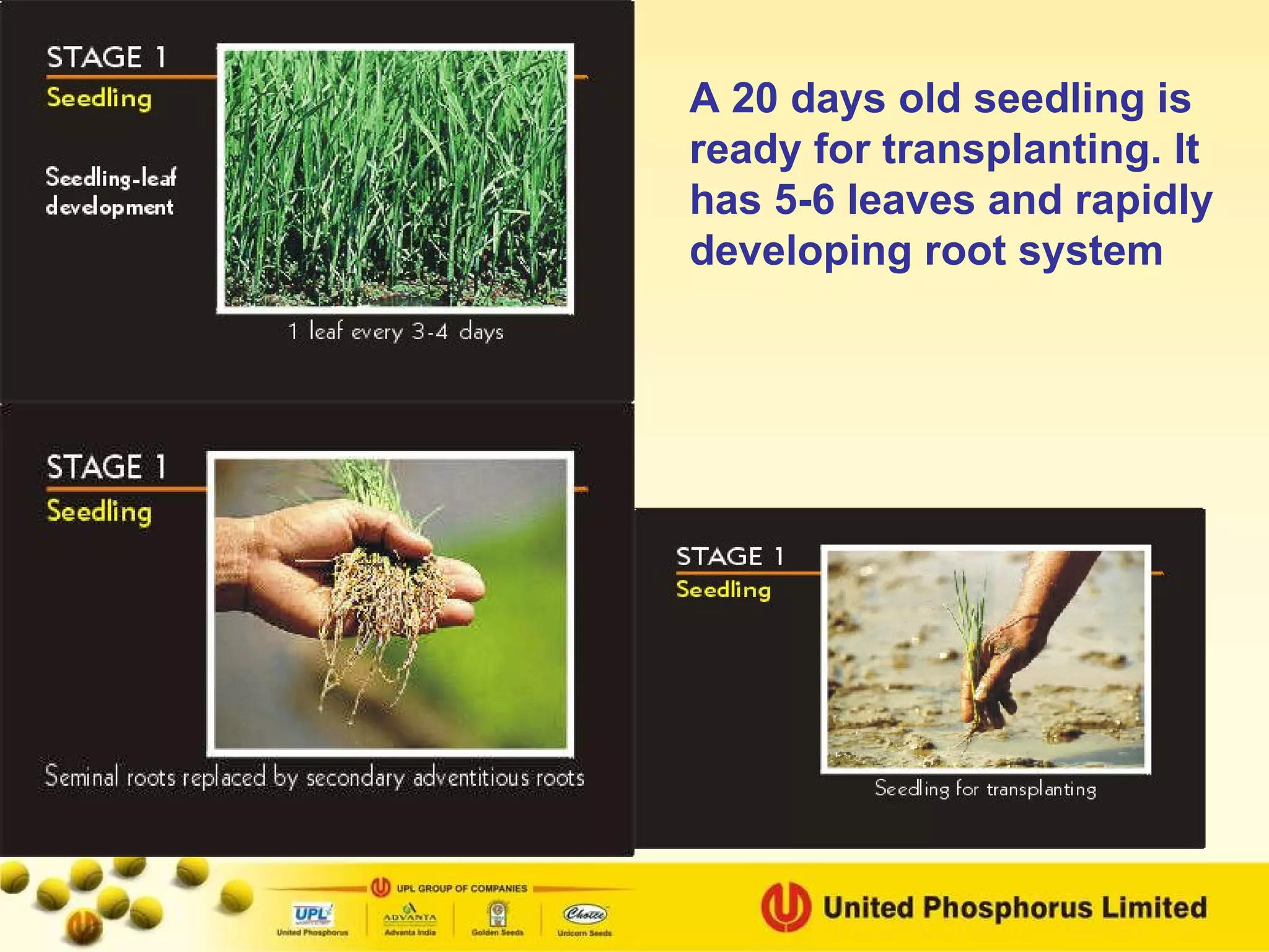 A 20 days old seedling is ready for transplanting. It has 5-6 leaves and rapidly developing root system 