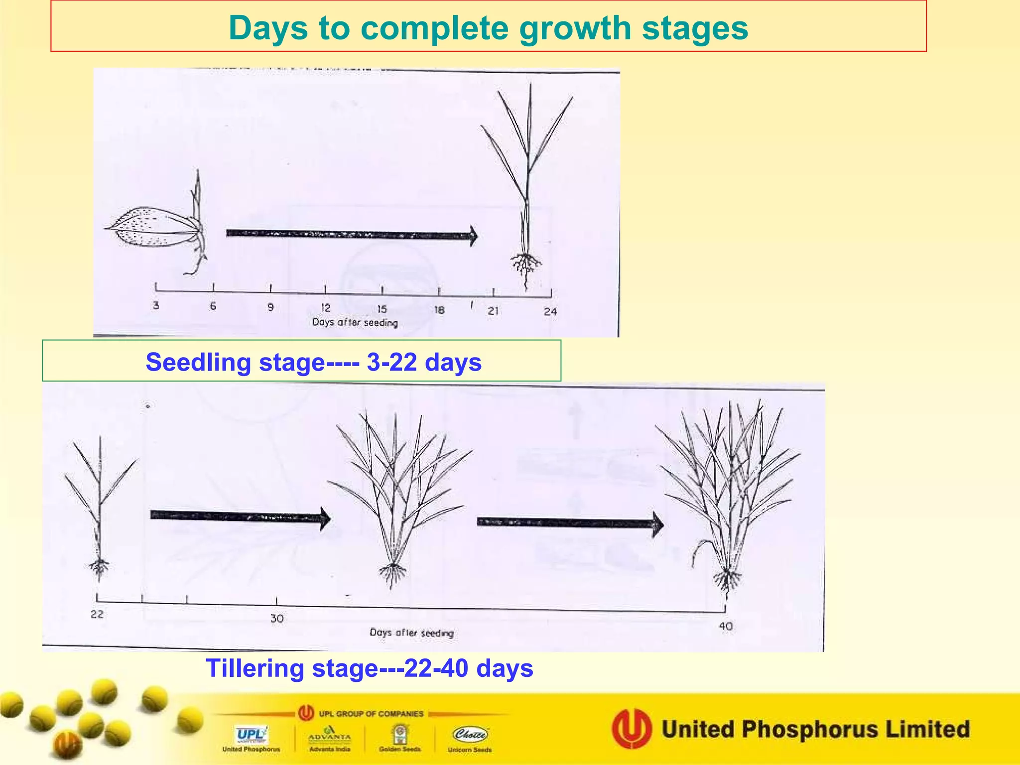 Days to complete growth stages Seedling stage---- 3-22 days Tillering stage---22-40 days 