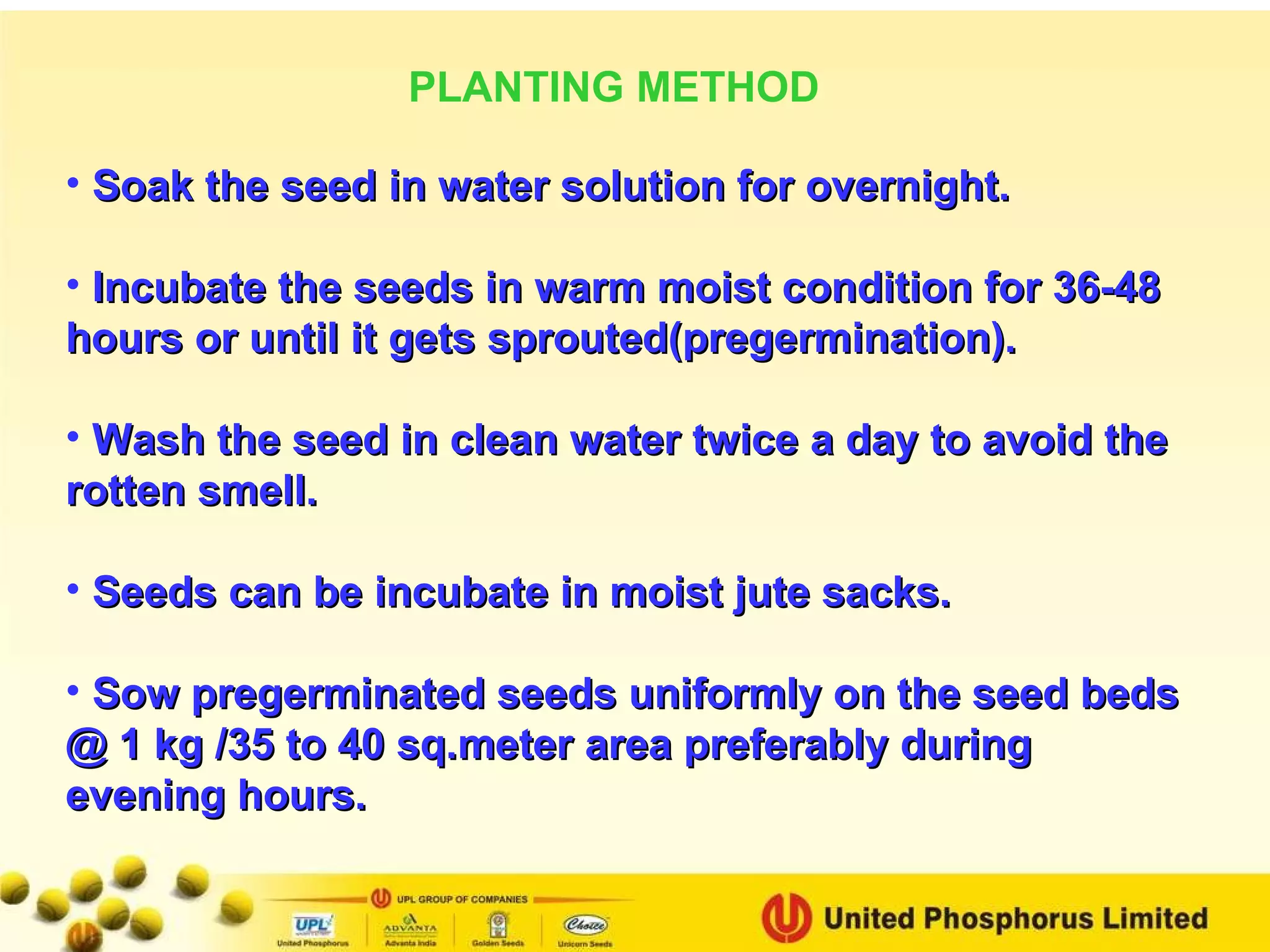 Soak the seed in water solution for overnight. Incubate the seeds in warm moist condition for 36-48 hours or until it gets sprouted(pregermination). Wash the seed in clean water twice a day to avoid the rotten smell. Seeds can be incubate in moist jute sacks. Sow pregerminated seeds uniformly on the seed beds @ 1 kg /35 to 40 sq.meter area preferably during evening hours. PLANTING METHOD 