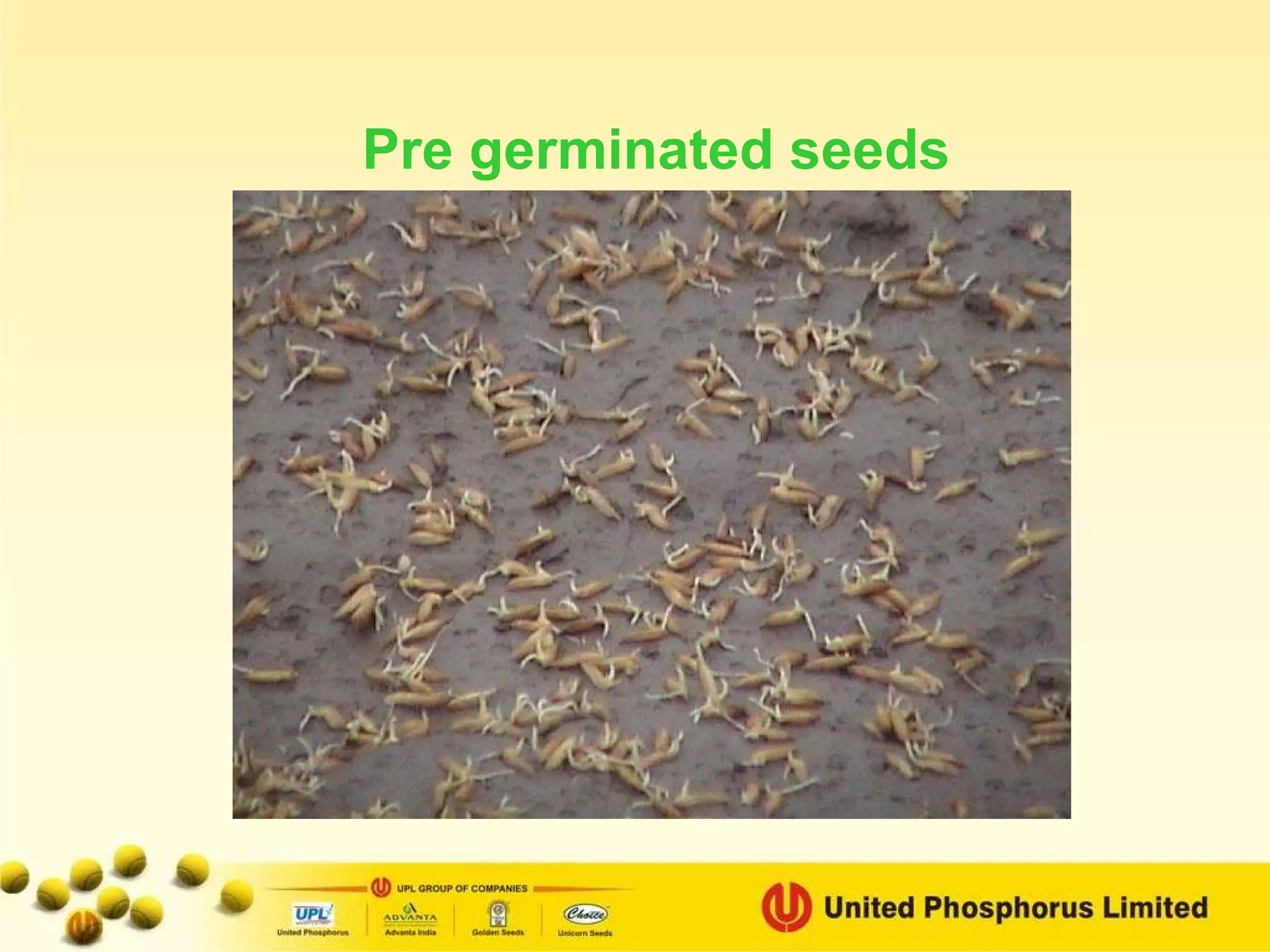 Pre germinated seeds 