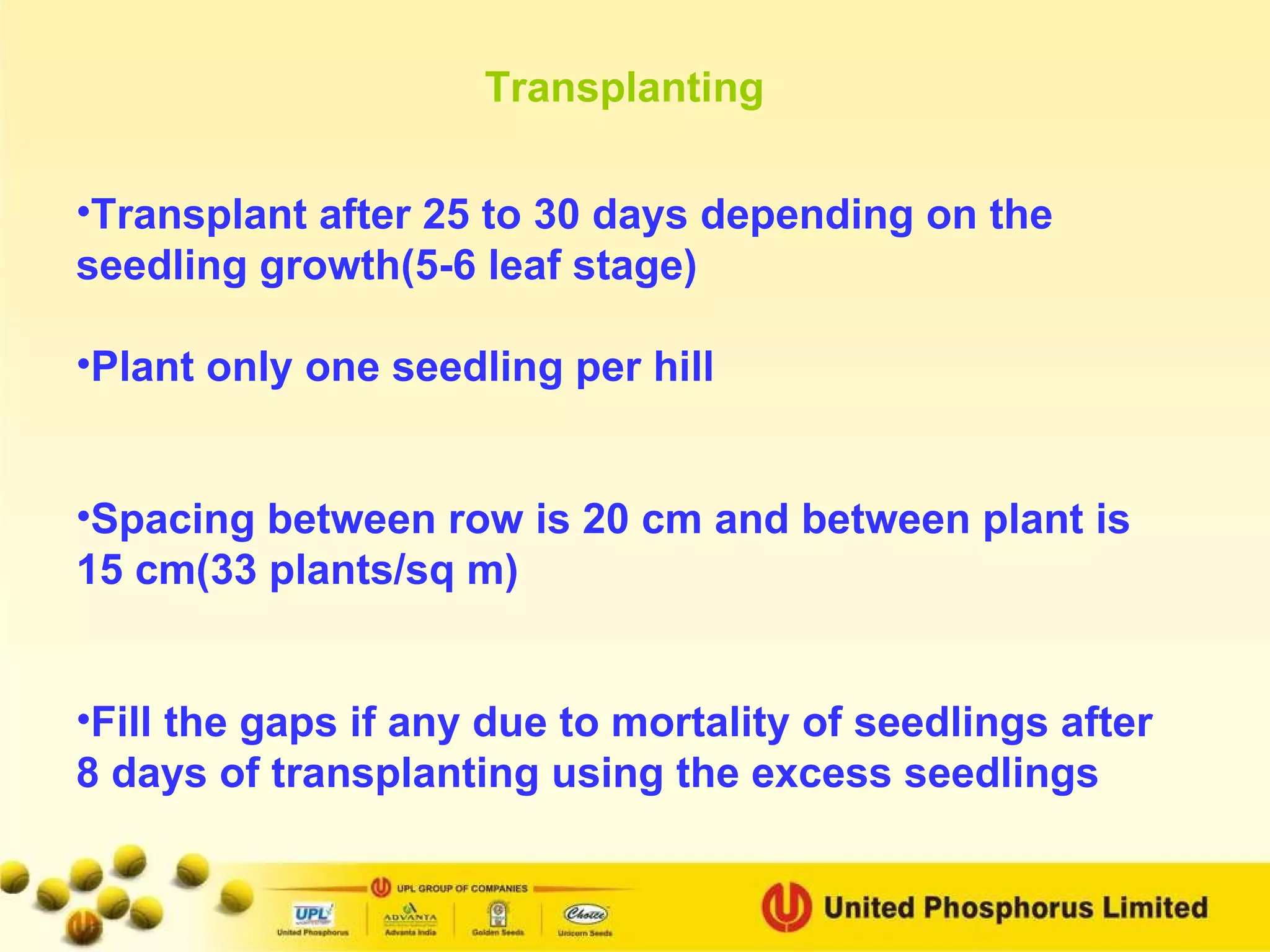 Transplant after 25 to 30 days depending on the seedling growth(5-6 leaf stage) Plant only one seedling per hill Spacing between row is 20 cm and between plant is 15 cm(33 plants/sq m) Fill the gaps if any due to mortality of seedlings after 8 days of transplanting using the excess seedlings   Transplanting 