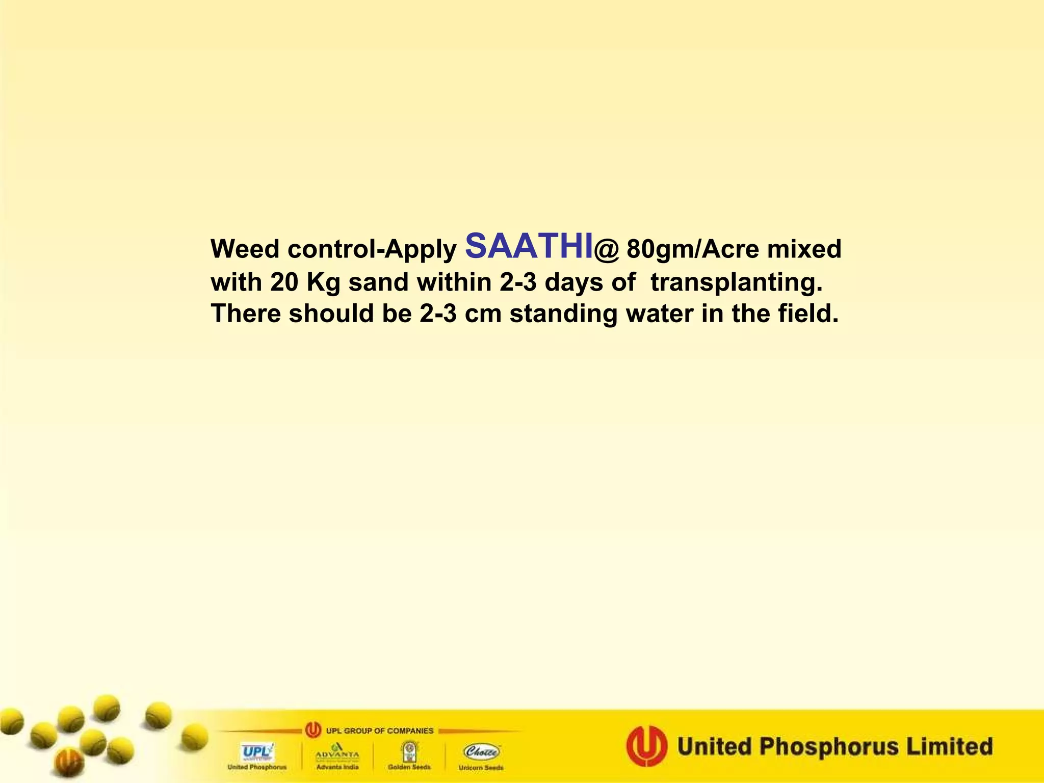 Weed control-Apply  SAATHI @ 80gm/Acre mixed with 20 Kg sand within 2-3 days of  transplanting.  There should be 2-3 cm standing water in the field.  