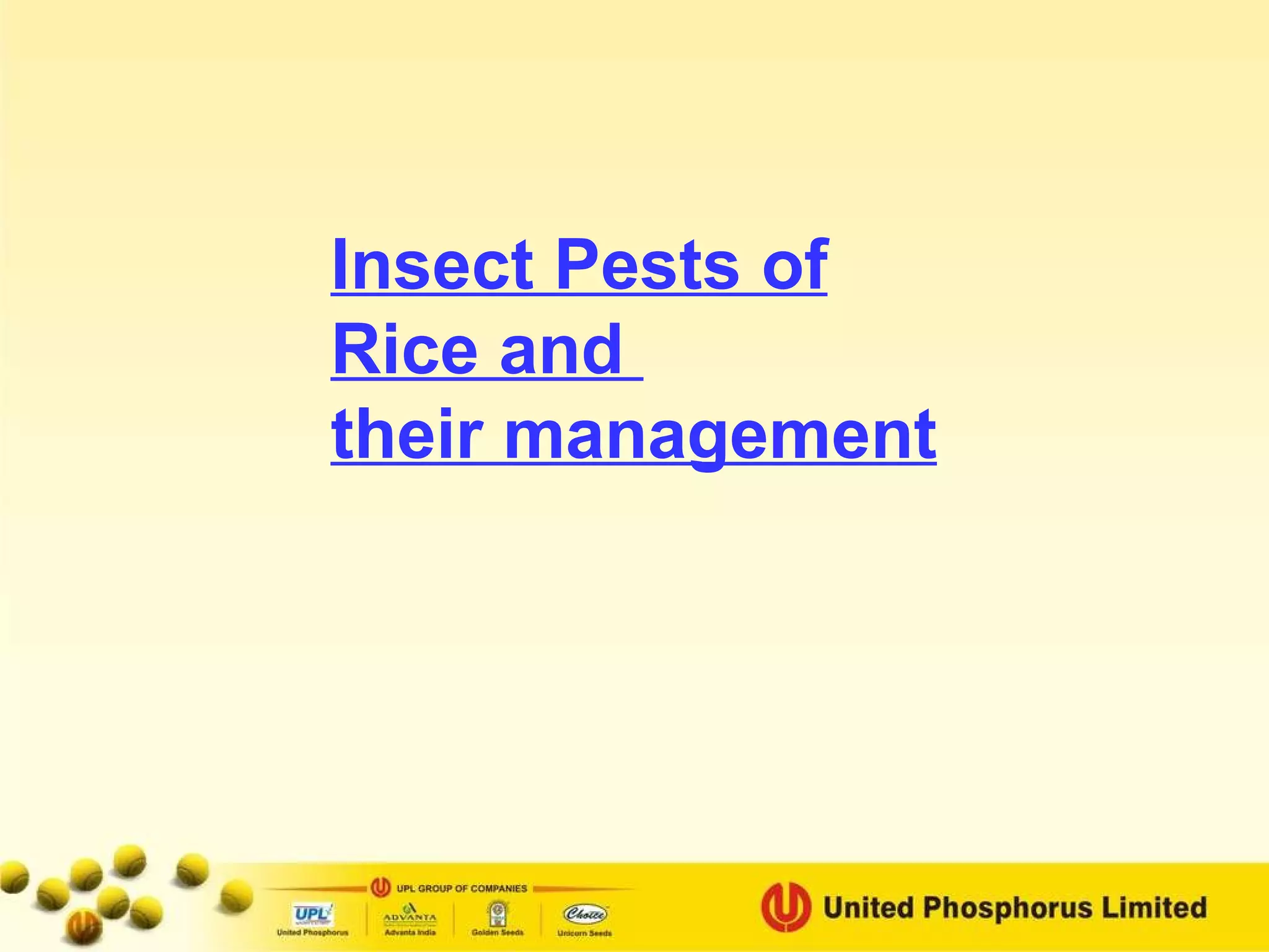 Insect Pests of Rice and  their management 