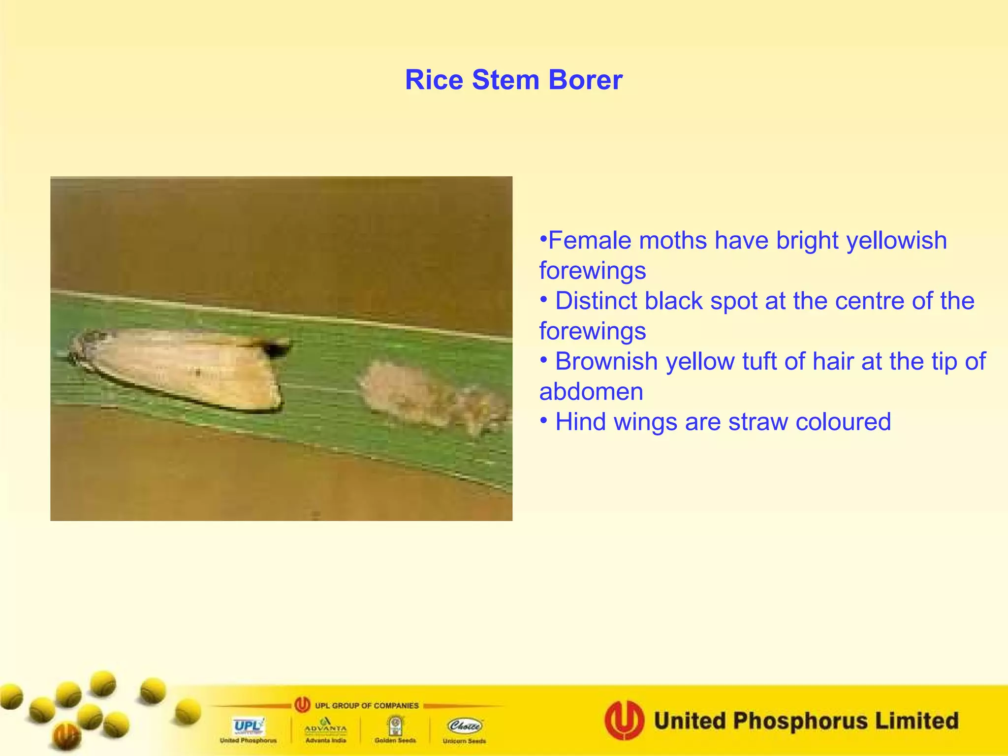 Female moths have bright yellowish forewings Distinct black spot at the centre of the forewings Brownish yellow tuft of hair at the tip of abdomen Hind wings are straw coloured Rice Stem Borer 