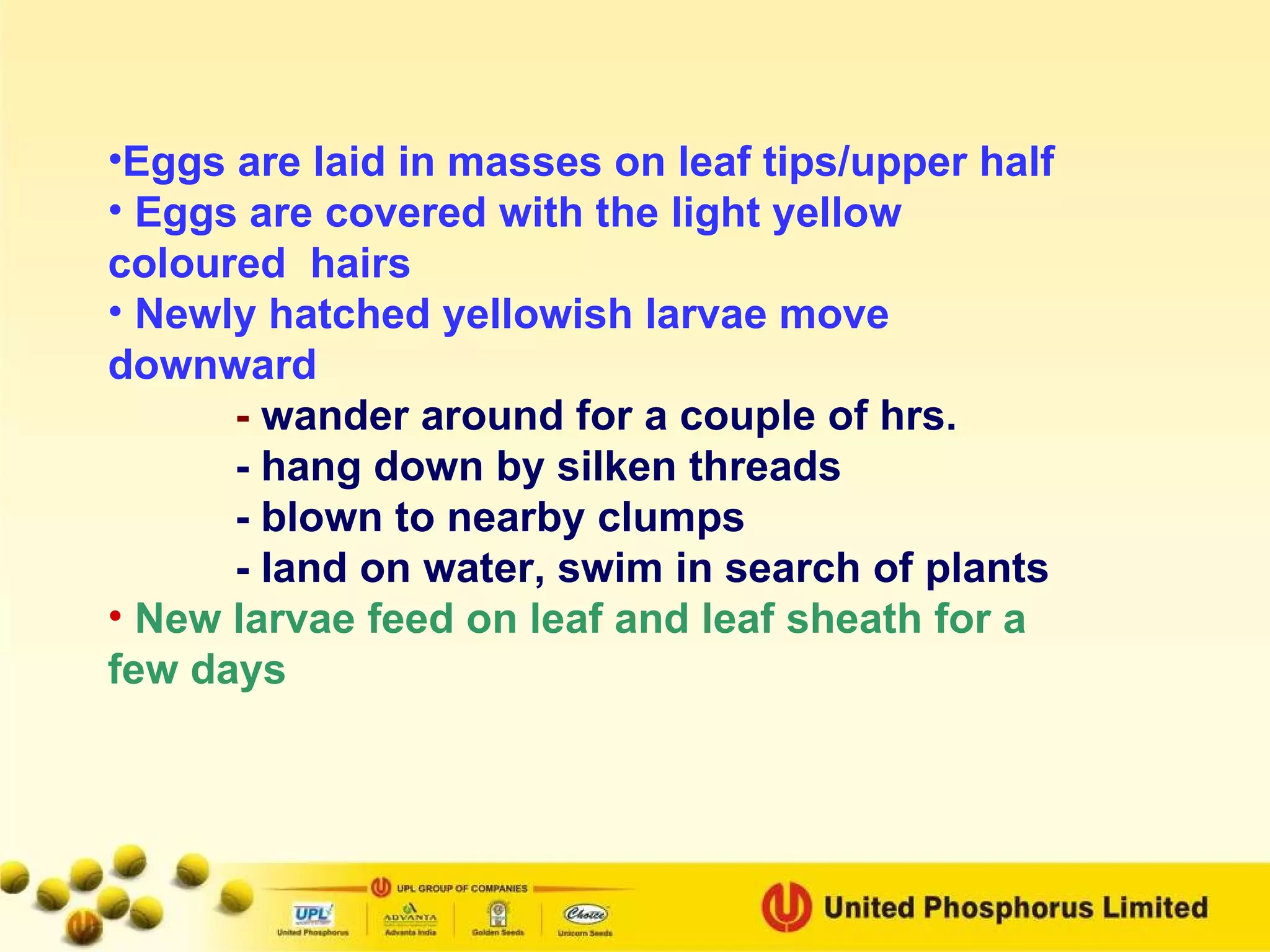 Eggs are laid in masses on leaf tips/upper half Eggs are covered with the light yellow coloured  hairs  Newly hatched yellowish larvae move downward -  wander around for a couple of hrs. - hang down by silken threads - blown to nearby clumps - land on water, swim in search of plants New larvae feed on leaf and leaf sheath for a few days 