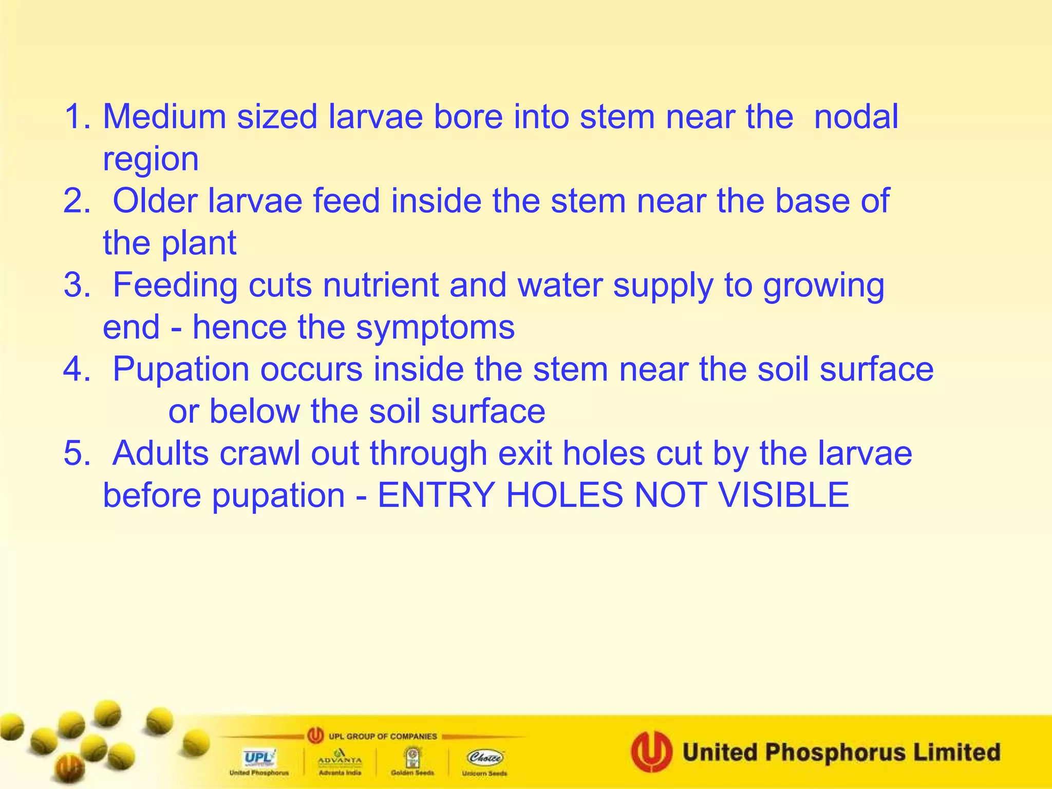 Medium sized larvae bore into stem near the  nodal region Older larvae feed inside the stem near the base of the plant Feeding cuts nutrient and water supply to growing end - hence the symptoms Pupation occurs inside the stem near the soil surface or below the soil surface Adults crawl out through exit holes cut by the larvae before pupation - ENTRY HOLES NOT VISIBLE 