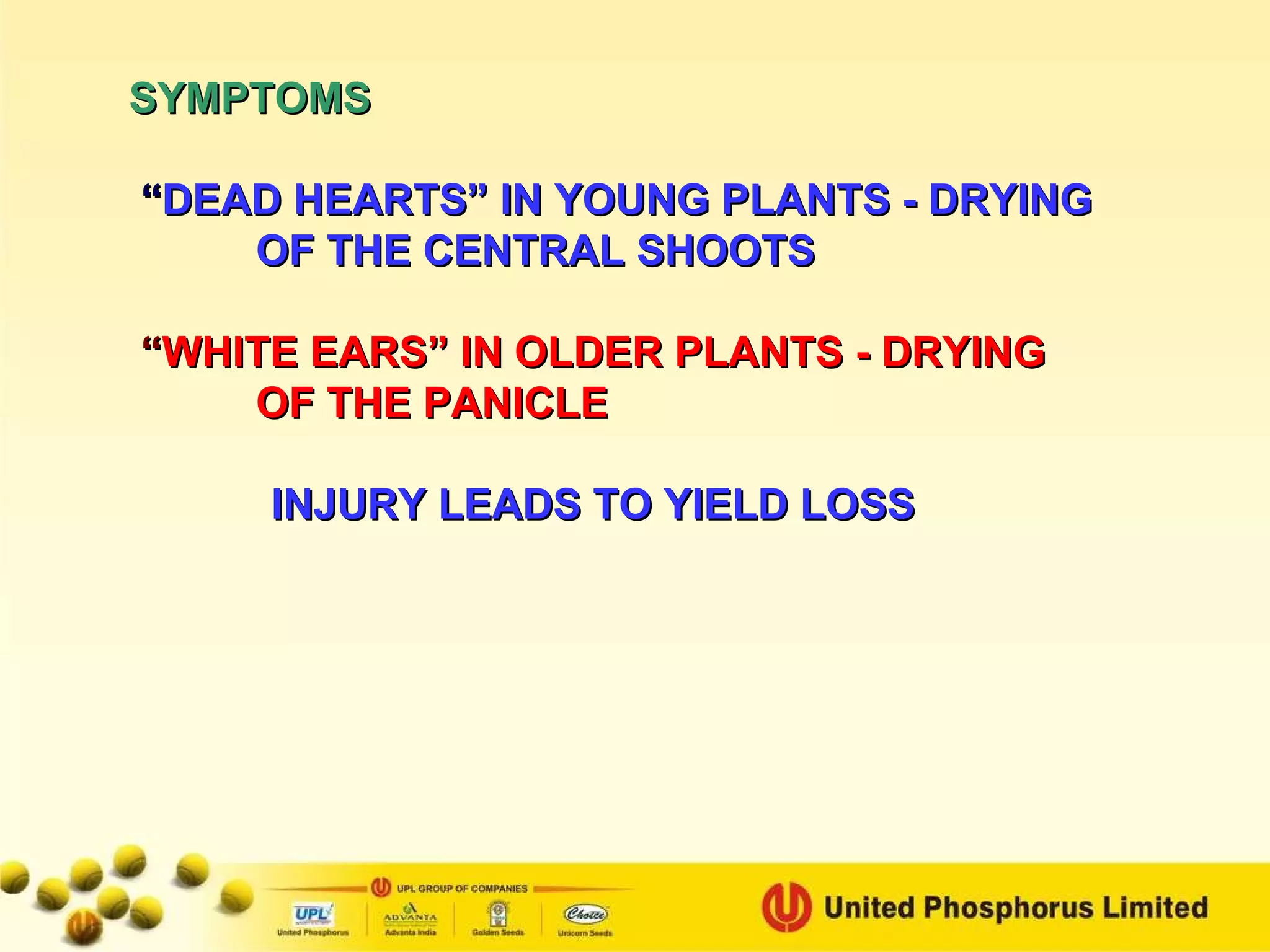 SYMPTOMS “ DEAD HEARTS” IN YOUNG PLANTS - DRYING OF THE CENTRAL SHOOTS “ WHITE EARS” IN OLDER PLANTS - DRYING OF THE PANICLE INJURY LEADS TO YIELD LOSS 