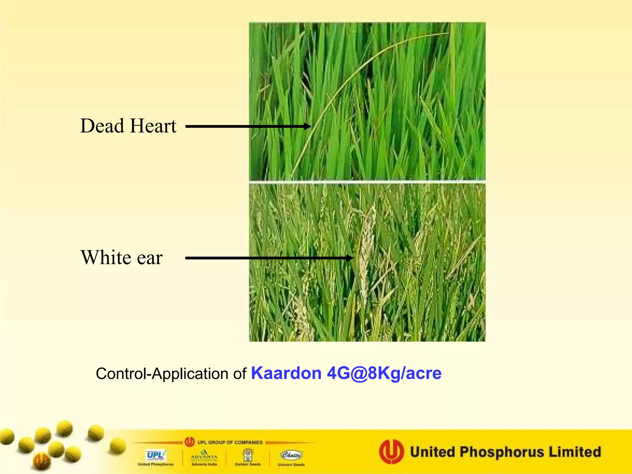 Control-Application of  Kaardon 4G@8Kg/acre   Dead Heart White ear 