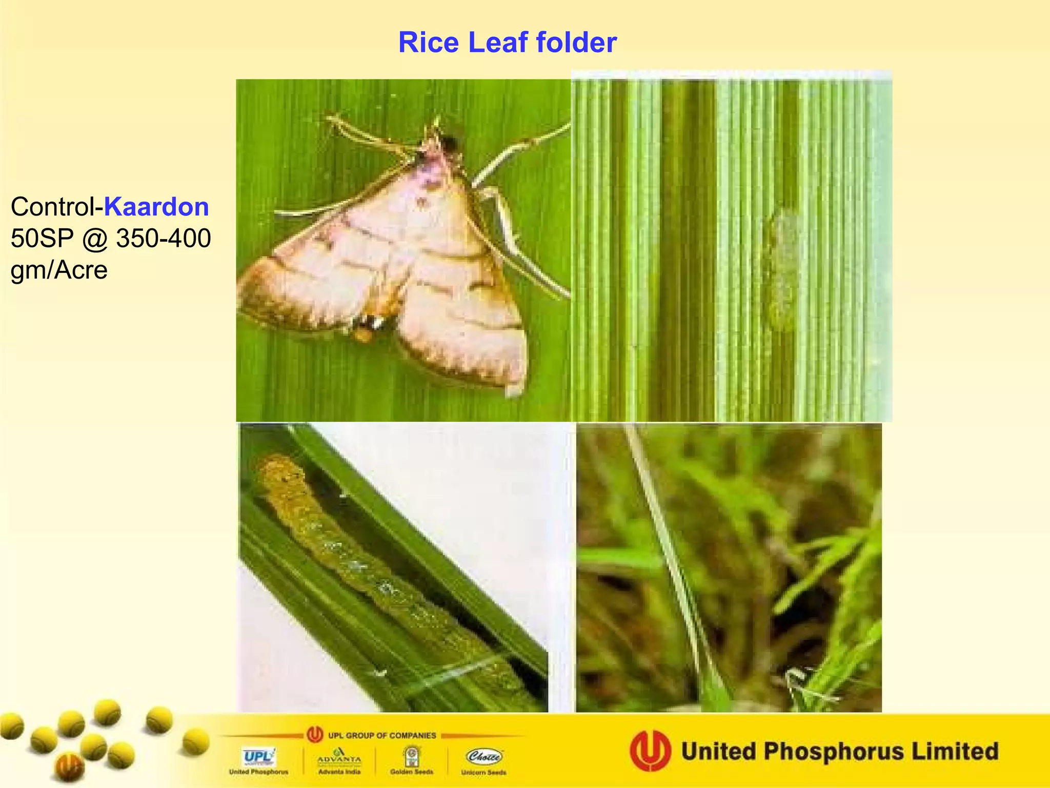 Rice Leaf folder Control- Kaardon  50SP @ 350-400 gm/Acre 