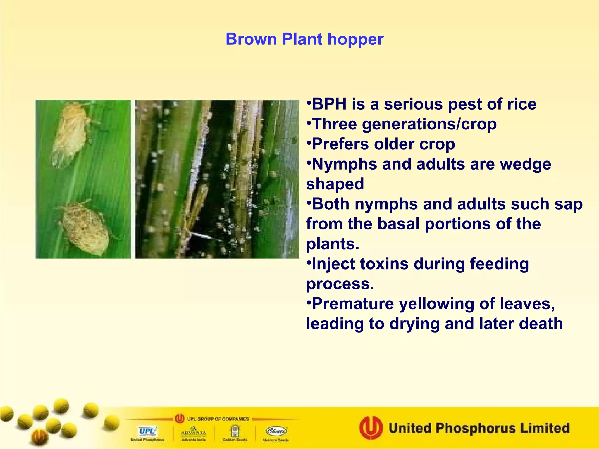 BPH is a serious pest of rice Three generations/crop Prefers older crop Nymphs and adults are wedge shaped Both nymphs and adults such sap from the basal portions of the plants. Inject toxins during feeding process. Premature yellowing of leaves, leading to drying and later death Brown Plant hopper 