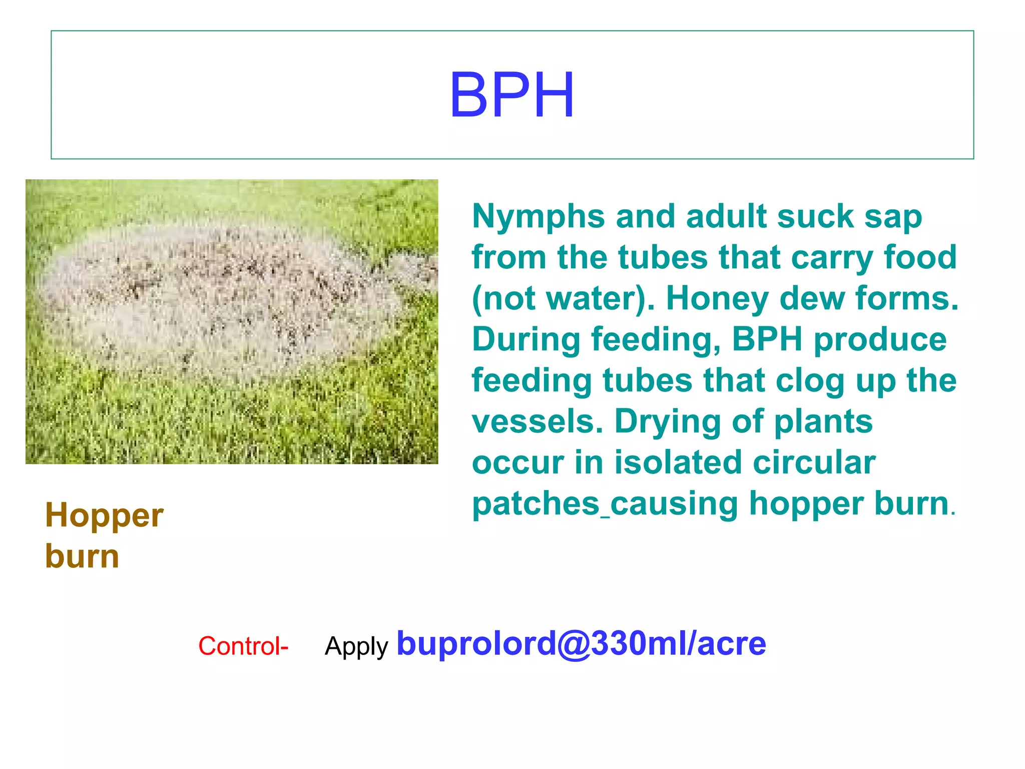 BPH Nymphs and adult suck sap from the tubes that carry food (not water). Honey dew forms. During feeding, BPH produce  feeding tubes that clog up the vessels. Drying of plants occur in isolated circular patches   causing hopper burn . Hopper burn Control-  Apply  buprolord@330ml/acre 