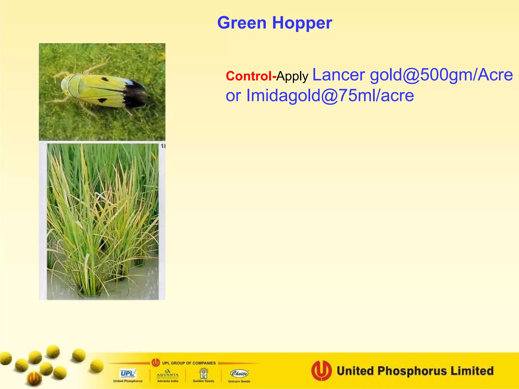 Green Hopper Control- Apply  Lancer gold@500gm/Acre or Imidagold@75ml/acre 
