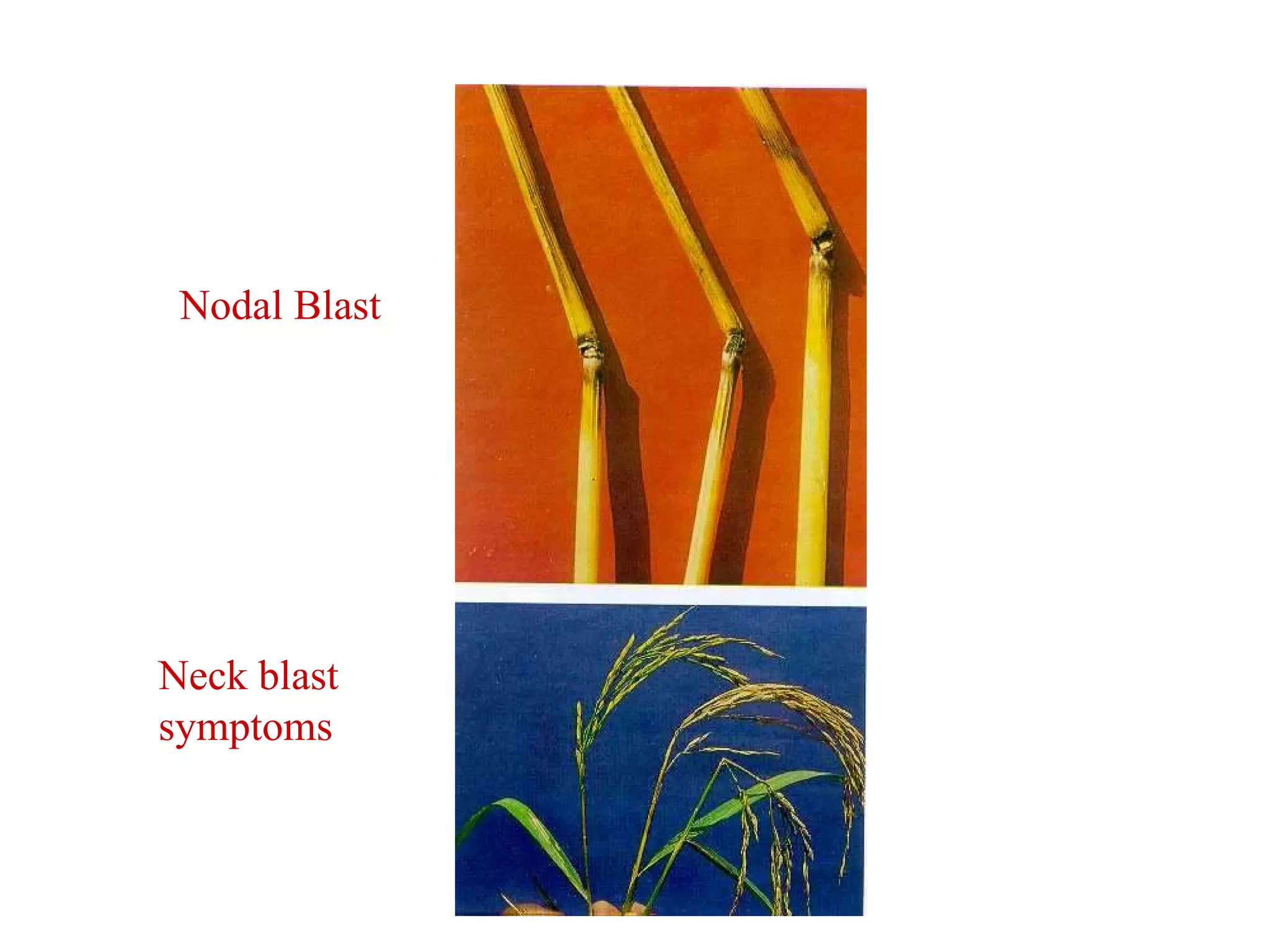 Neck blast symptoms Nodal Blast 