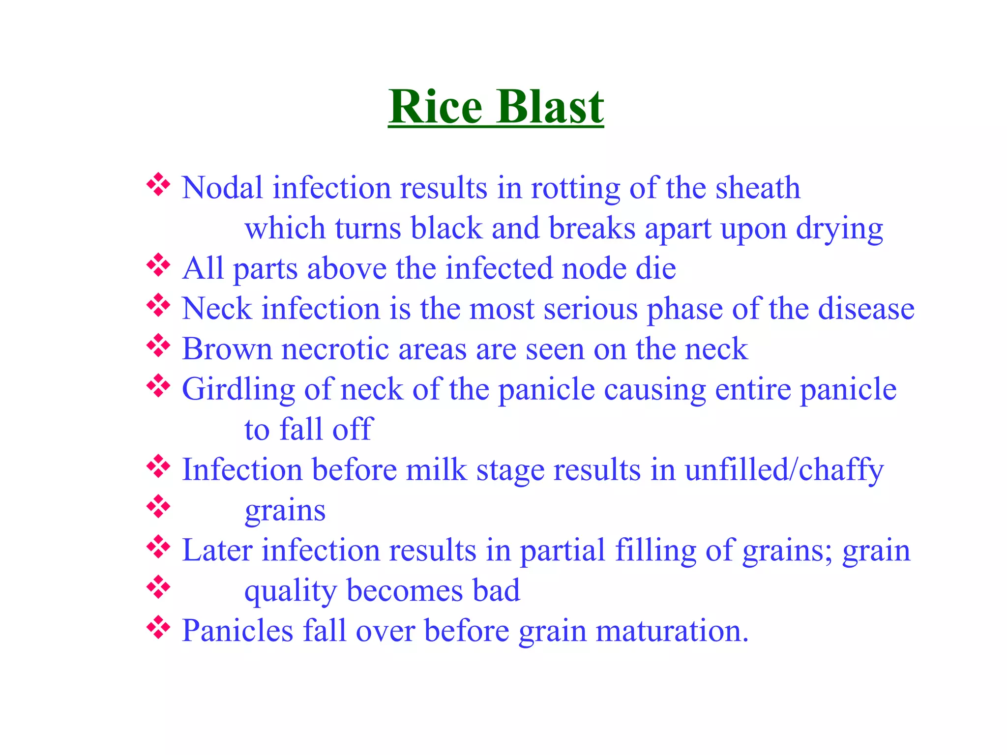 Rice Blast Nodal infection results in rotting of the sheath which turns black and breaks apart upon drying All parts above the infected node die Neck infection is the most serious phase of the disease Brown necrotic areas are seen on the neck Girdling of neck of the panicle causing entire panicle  to fall off Infection before milk stage results in unfilled/chaffy grains Later infection results in partial filling of grains; grain quality becomes bad Panicles fall over before grain maturation. 