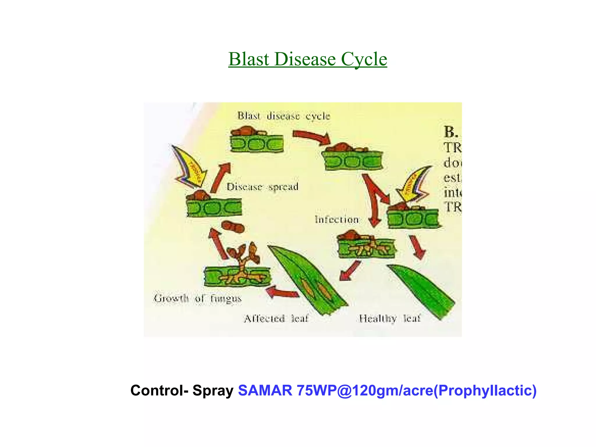 Blast Disease Cycle Control- Spray  SAMAR 75WP@120gm/acre(Prophyllactic) 