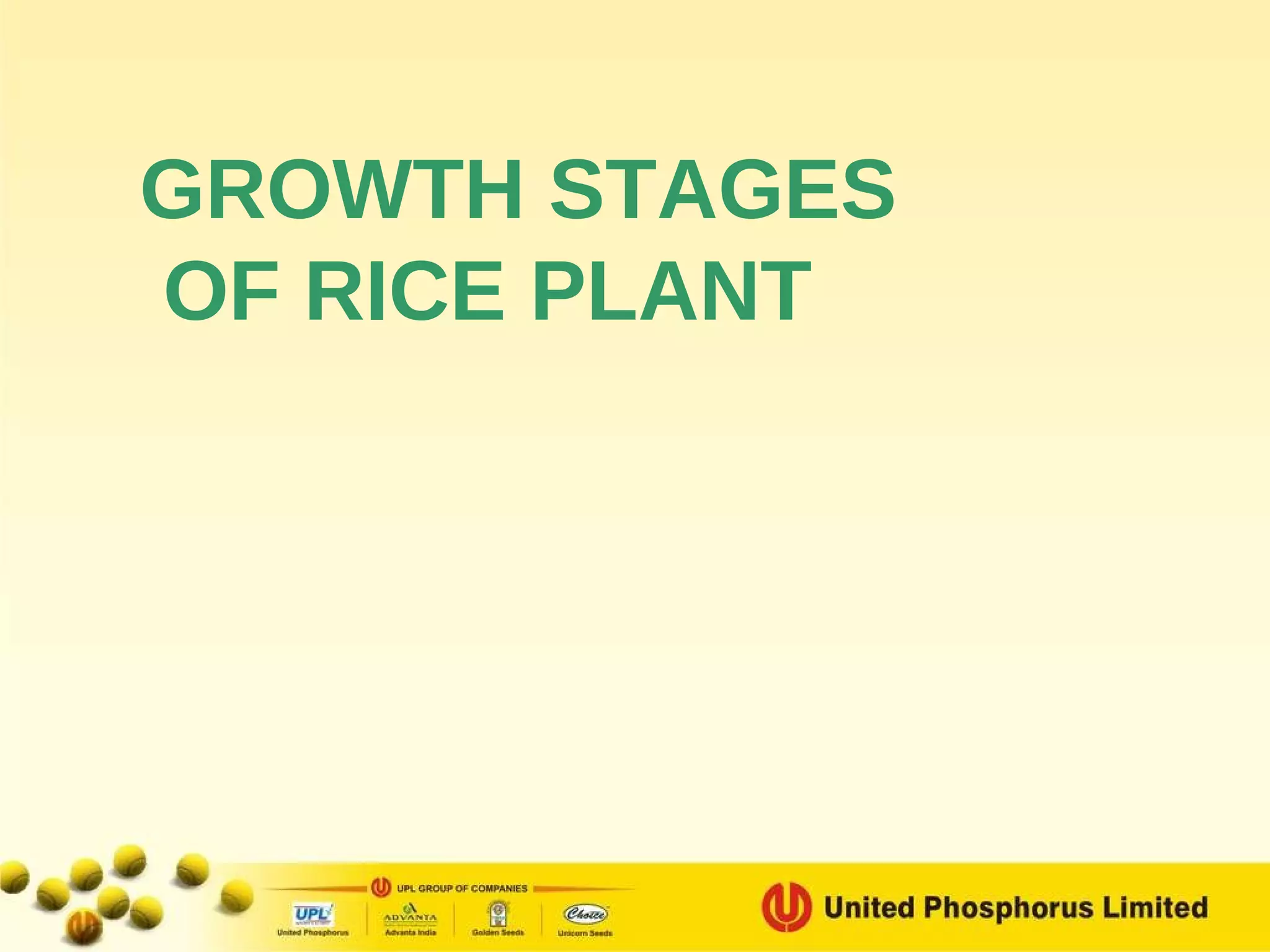 GROWTH STAGES OF RICE PLANT 