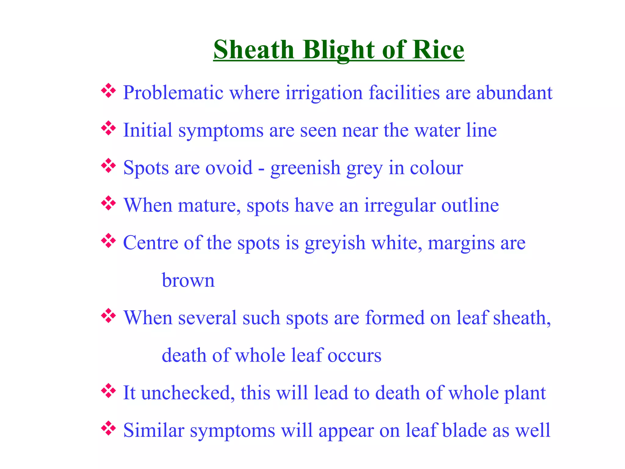Sheath Blight of Rice Problematic where irrigation facilities are abundant Initial symptoms are seen near the water line Spots are ovoid - greenish grey in colour When mature, spots have an irregular outline Centre of the spots is greyish white, margins are brown When several such spots are formed on leaf sheath, death of whole leaf occurs It unchecked, this will lead to death of whole plant Similar symptoms will appear on leaf blade as well 