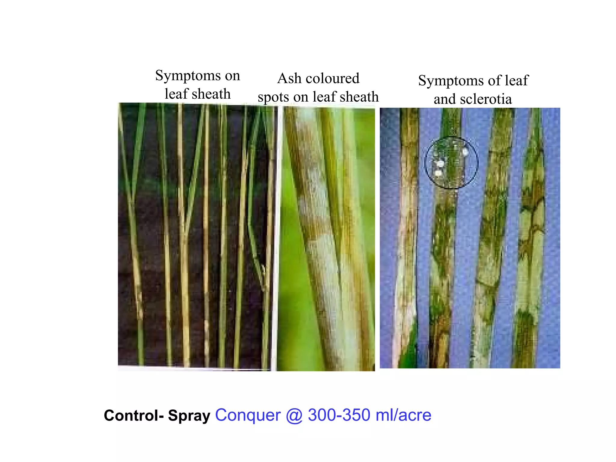 Symptoms on leaf sheath Ash coloured spots on leaf sheath Symptoms of leaf and sclerotia Control- Spray  Conquer @ 300-350 ml/acre 