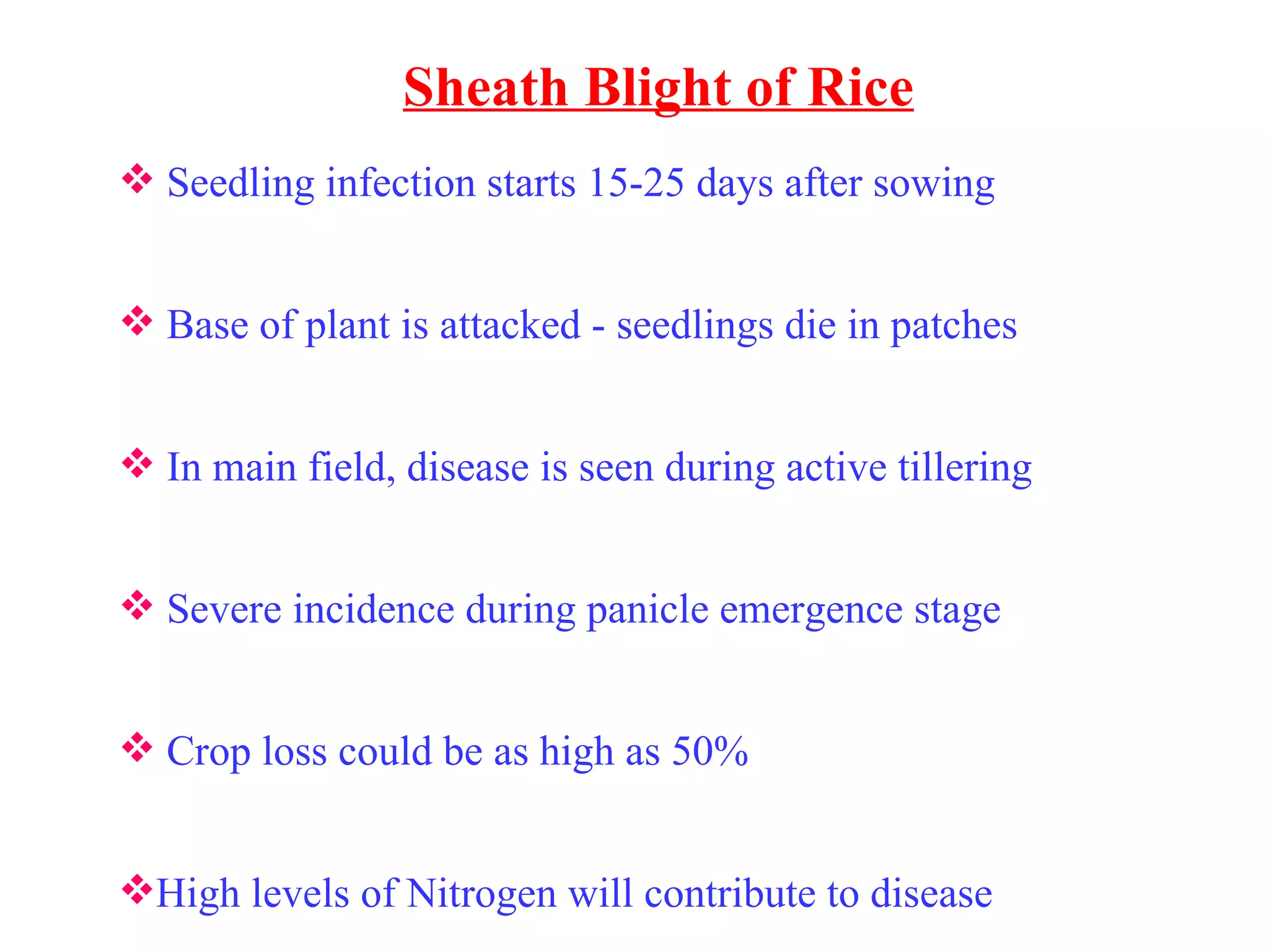 Sheath Blight of Rice Seedling infection starts 15-25 days after sowing Base of plant is attacked - seedlings die in patches In main field, disease is seen during active tillering Severe incidence during panicle emergence stage Crop loss could be as high as 50% High levels of Nitrogen will contribute to disease 