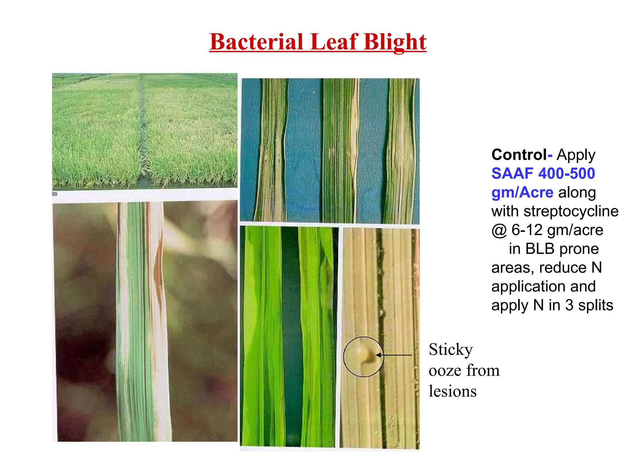 Bacterial Leaf Blight Sticky ooze from lesions Control -  Apply  SAAF 400-500 gm/Acre  along with streptocycline @ 6-12 gm/acre  in BLB prone areas, reduce N application and apply N in 3 splits 