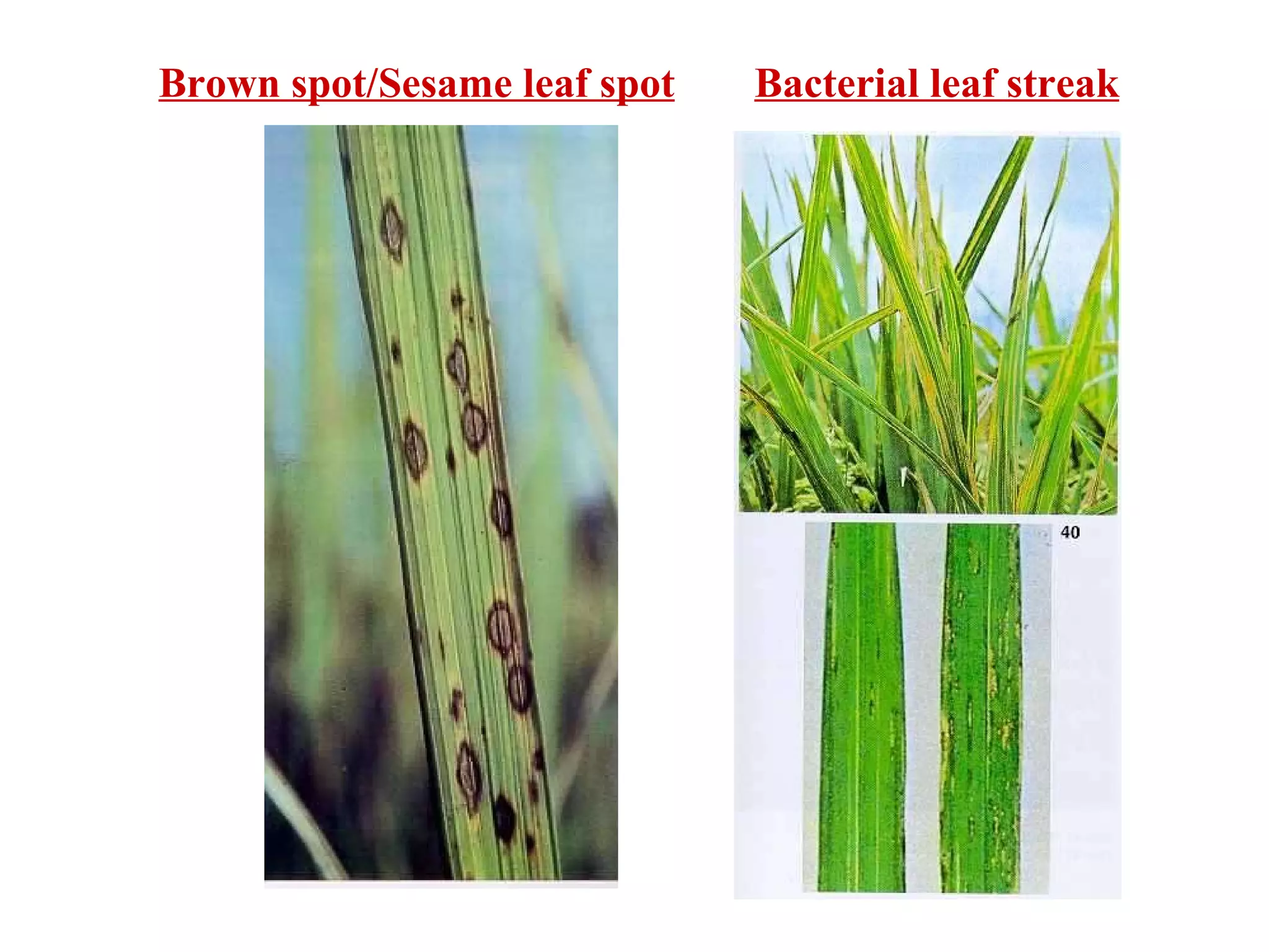 Brown spot/Sesame leaf spot Bacterial leaf streak 