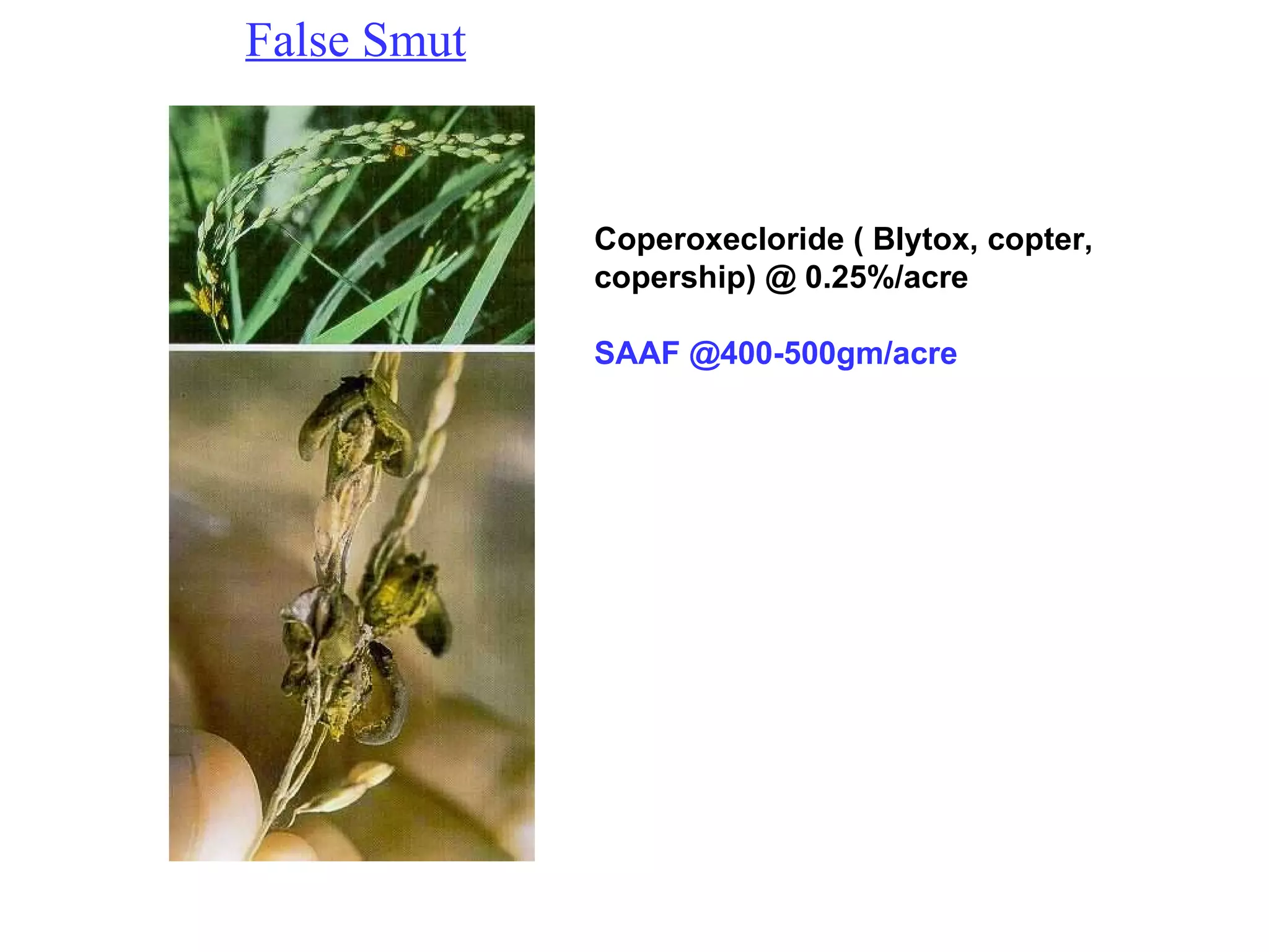 False Smut Coperoxecloride ( Blytox, copter, copership) @ 0.25%/acre SAAF @400-500gm/acre 