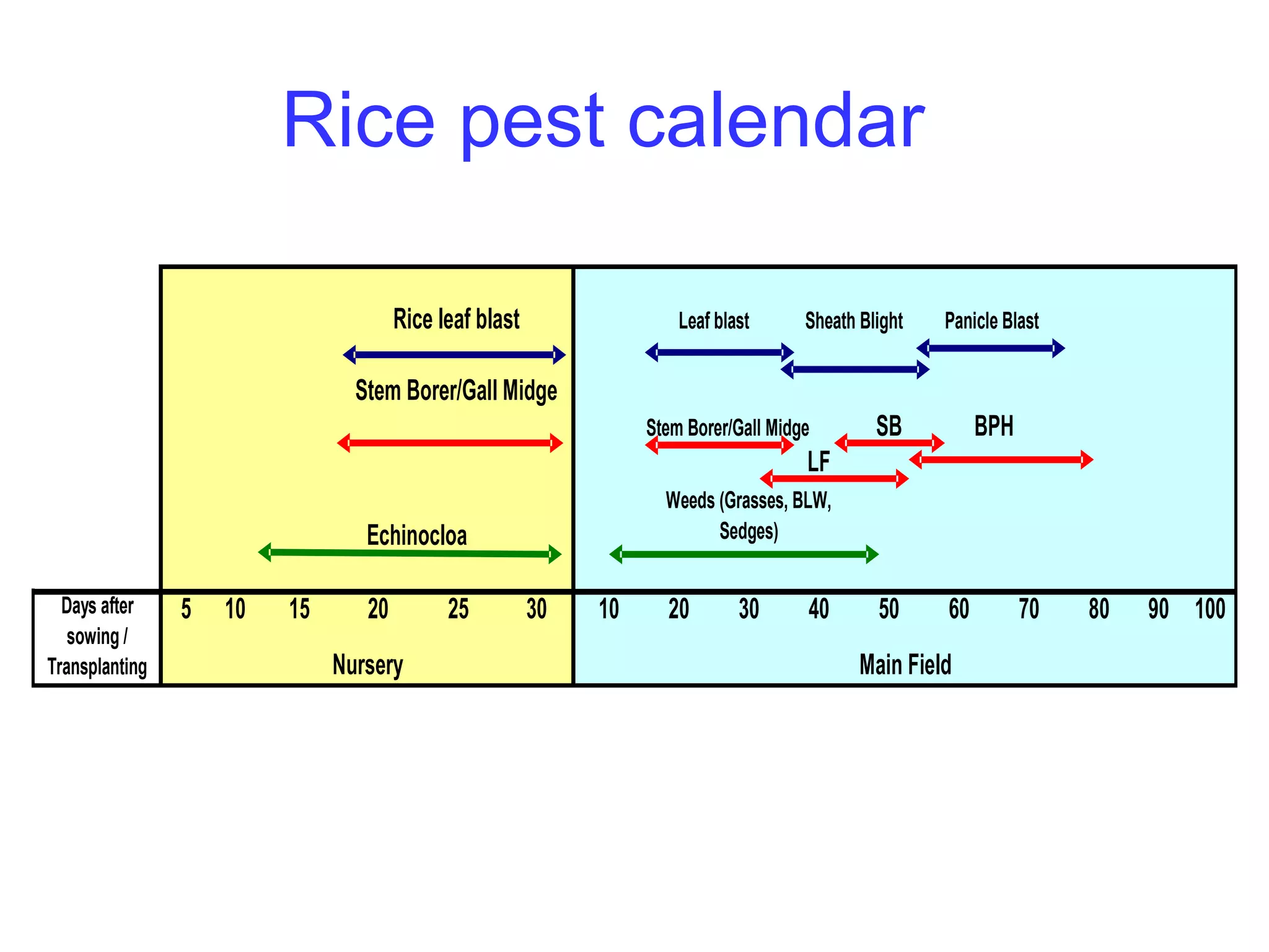 Rice pest calendar 