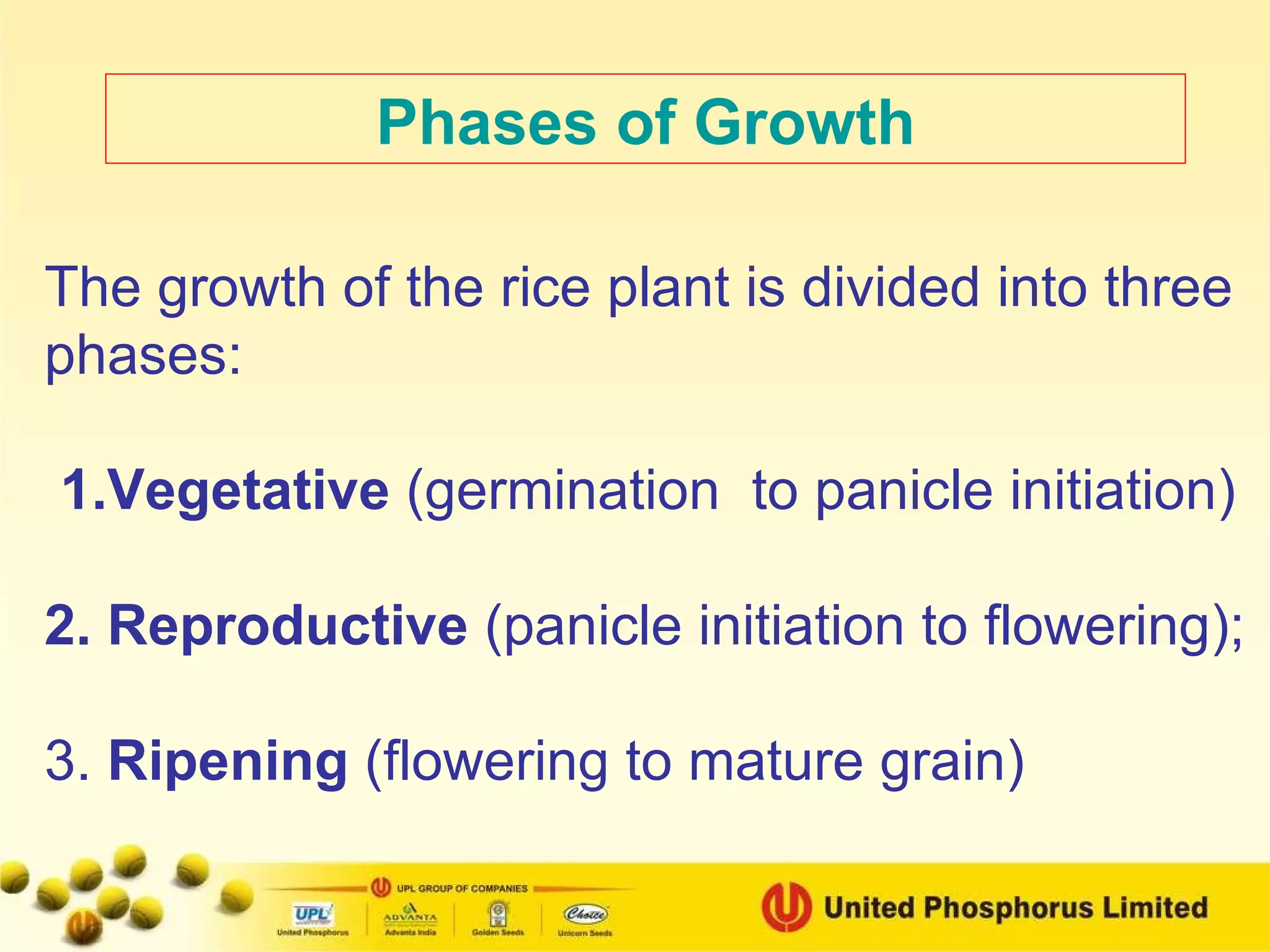 The growth of the rice plant is divided into three phases:   1.Vegetative  (germination  to panicle initiation) 2. Reproductive  (panicle initiation to flowering);  3.  Ripening  (flowering to mature grain) Phases of Growth 
