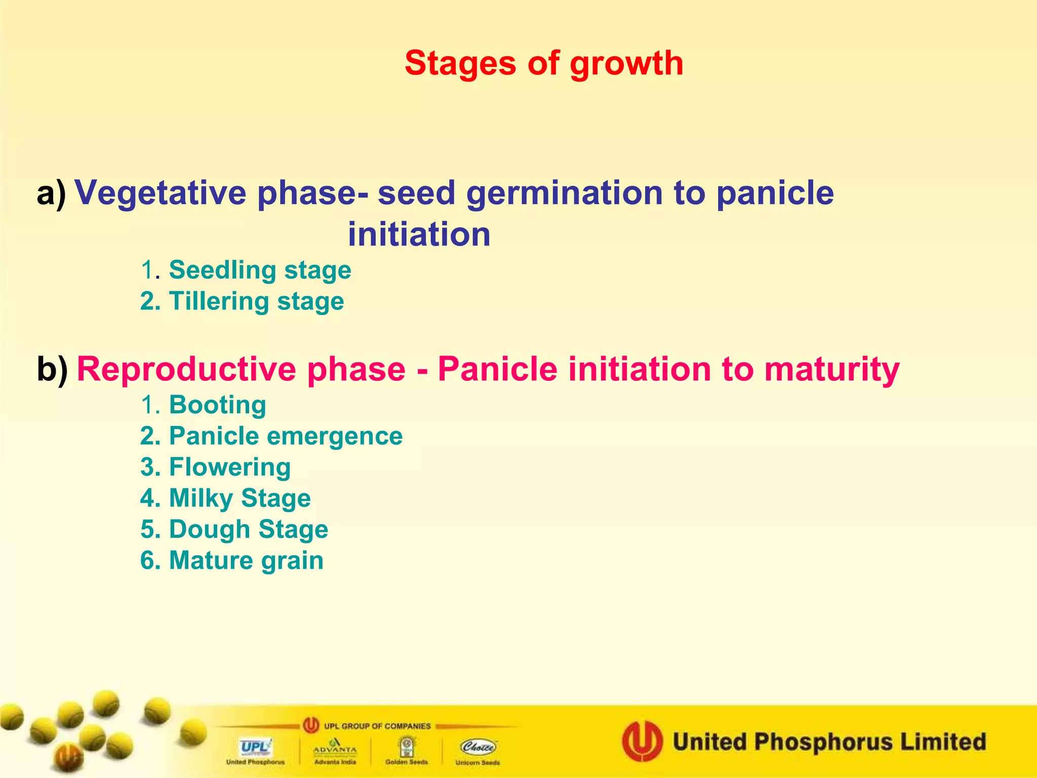 a)   Vegetative phase- seed germination to panicle initiation 1 .  Seedling stage 2. Tillering stage b)   Reproductive phase - Panicle initiation to maturity 1.   Booting 2. Panicle emergence 3. Flowering 4. Milky Stage 5. Dough Stage 6. Mature grain Stages of growth 