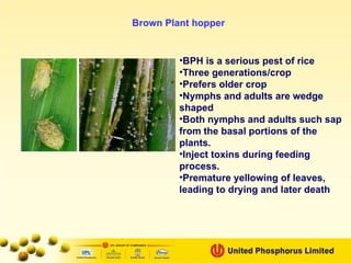 Bph Infested Rice Biology And Package Of Practices Of Rice | PPT