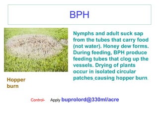 Biology And Package Of Practices Of Rice | PPT