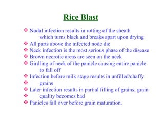 Biology And Package Of Practices Of Rice | PPT