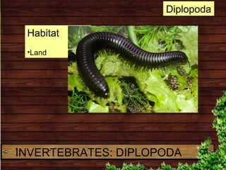 Habitat
•Land
Diplopoda
INVERTEBRATES: DIPLOPODA
 