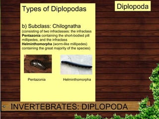 Types of Diplopodas
b) Subclass: Chilognatha
(consisting of two infraclasses: the infraclass
Pentazonia containing the sho...