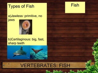 VERTEBRATES: FISH
FishTypes of Fish
a)Jawless: primitive, no
jaws
b)Cartilaginous: big, fast,
sharp teeth
 