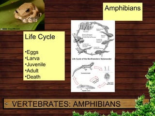 VERTEBRATES: AMPHIBIANS
Amphibians
Life Cycle
•Eggs
•Larva
•Juvenile
•Adult
•Death
 