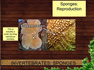 INVERTEBRATES: SPONGES
Sponges:
Reproduction
This is
actually a
coral, but they
reproduce
similarly
 