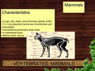 Characteristics
•Lungs, hair, teeth, and mammary glands (milk)
•Most are placental (some are monotremes and
marsupials)
•H...