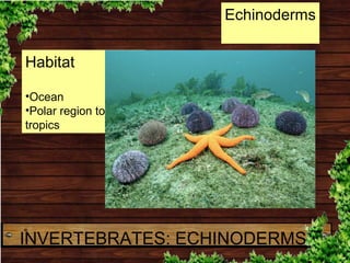Habitat
•Ocean
•Polar region to
tropics
Echinoderms
INVERTEBRATES: ECHINODERMS
 