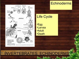 Life Cycle
•Egg
•Larvea
•Adult
•Death
Echinoderms
INVERTEBRATES: ECHINODERMS
 