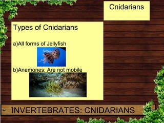Types of Cnidarians
a)All forms of Jellyfish
b)Anemones: Are not mobile
Cnidarians
INVERTEBRATES: CNIDARIANS
 