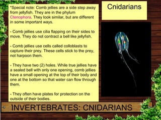 *Special note: Comb jellies are a side step away
from jellyfish. They are in the phylum
Ctenophora. They look similar, but...