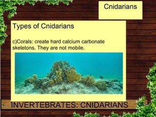 Types of Cnidarians
c)Corals: create hard calcium carbonate
skeletons. They are not mobile.
Cnidarians
INVERTEBRATES: CNID...