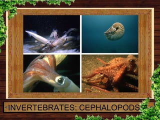 INVERTEBRATES: CEPHALOPODS
 