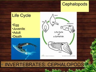 Life Cycle
•Egg
•Juvenile
•Adult
•Death
Cephalopods
INVERTEBRATES: CEPHALOPODS
 