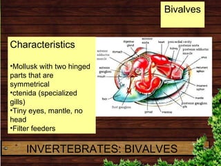 Bivalves
Characteristics
•Mollusk with two hinged
parts that are
symmetrical
•ctenida (specialized
gills)
•Tiny eyes, mant...