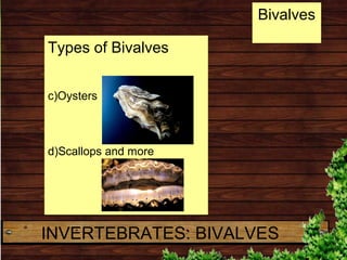 Bivalves
INVERTEBRATES: BIVALVES
Types of Bivalves
c)Oysters
d)Scallops and more
 